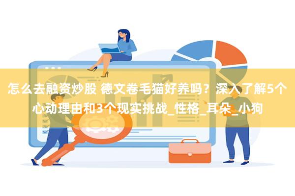 怎么去融资炒股 德文卷毛猫好养吗？深入了解5个心动理由和3个现实挑战_性格_耳朵_小狗