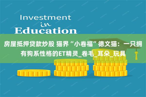 房屋抵押贷款炒股 猫界“小卷福”德文猫：一只拥有狗系性格的ET精灵_卷毛_耳朵_玩具